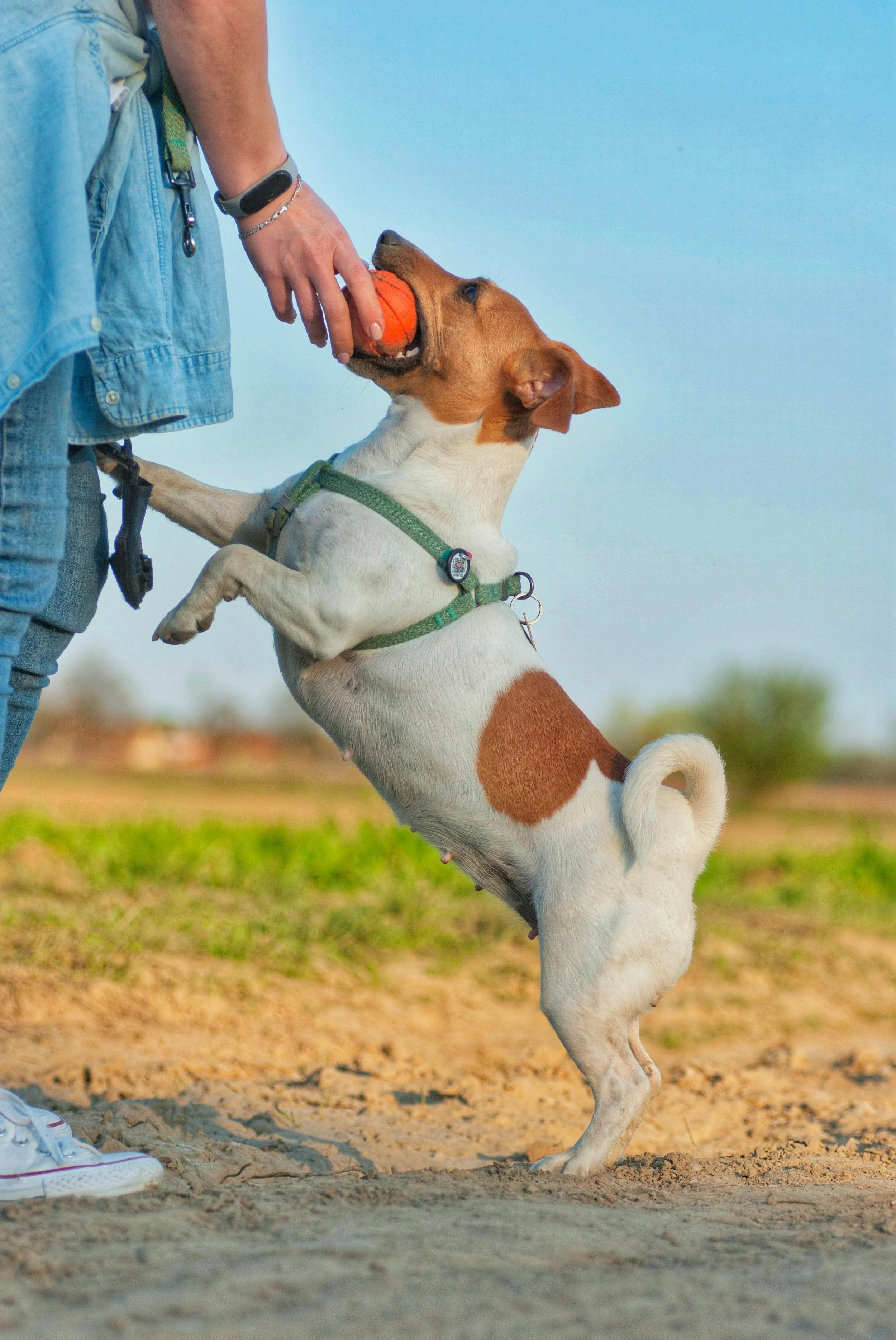Dog jumping up to grab an orange ball during outdoor play