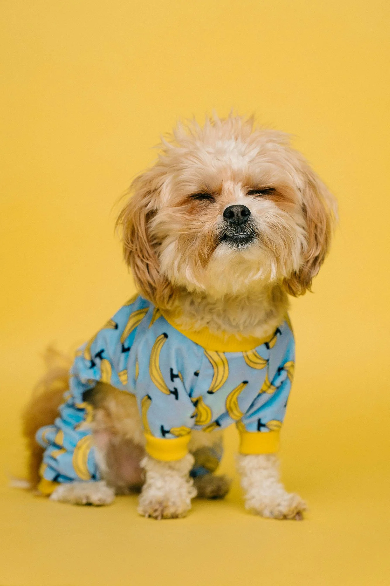 A small fluffy dog dressed in a sweater, sitting against a yellow background.