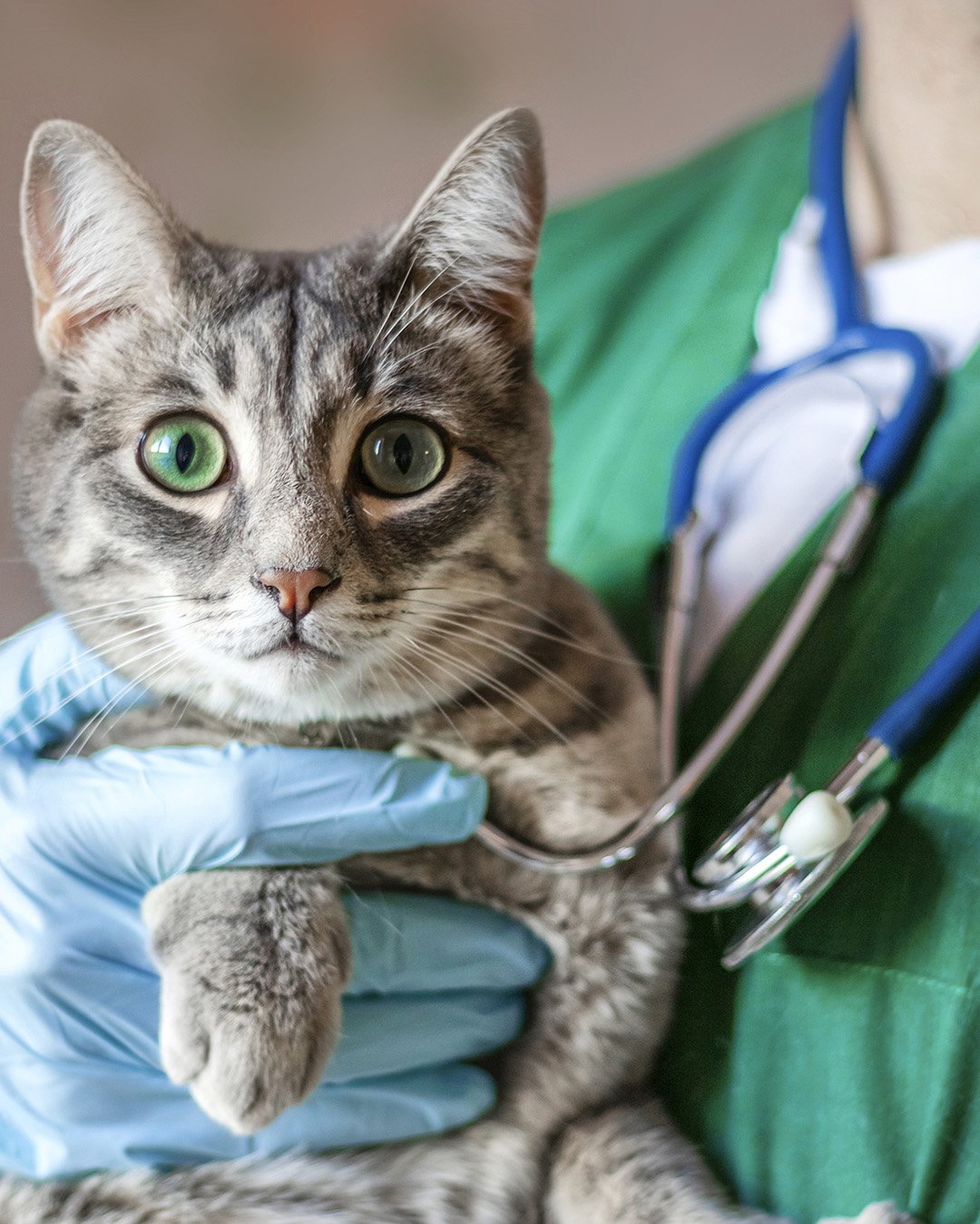 A gray tabby cat with green eyes being held by a veterinarian in a green medical coat.