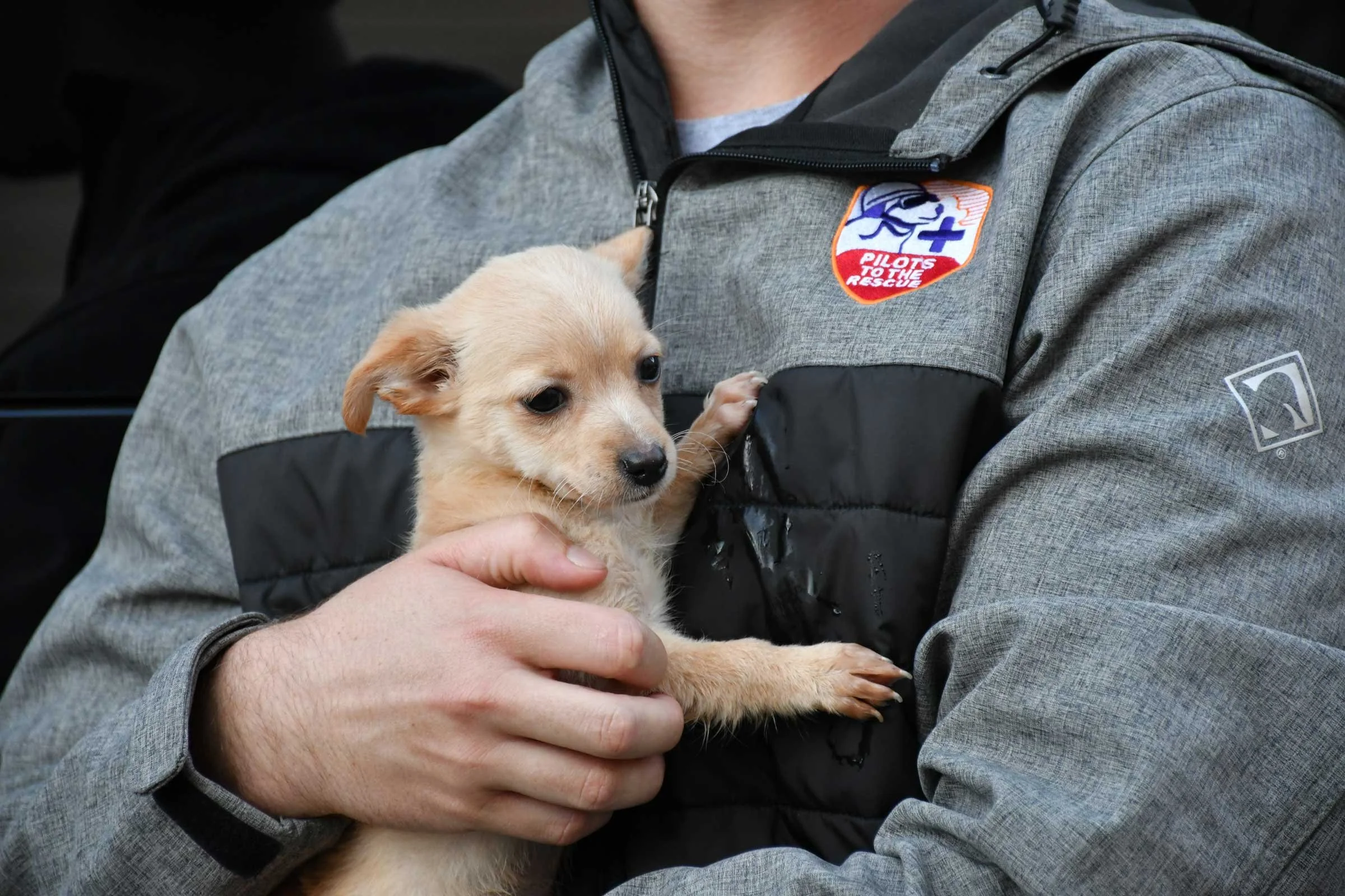 Person in gray jacket holding a small light brown puppy in their arms.