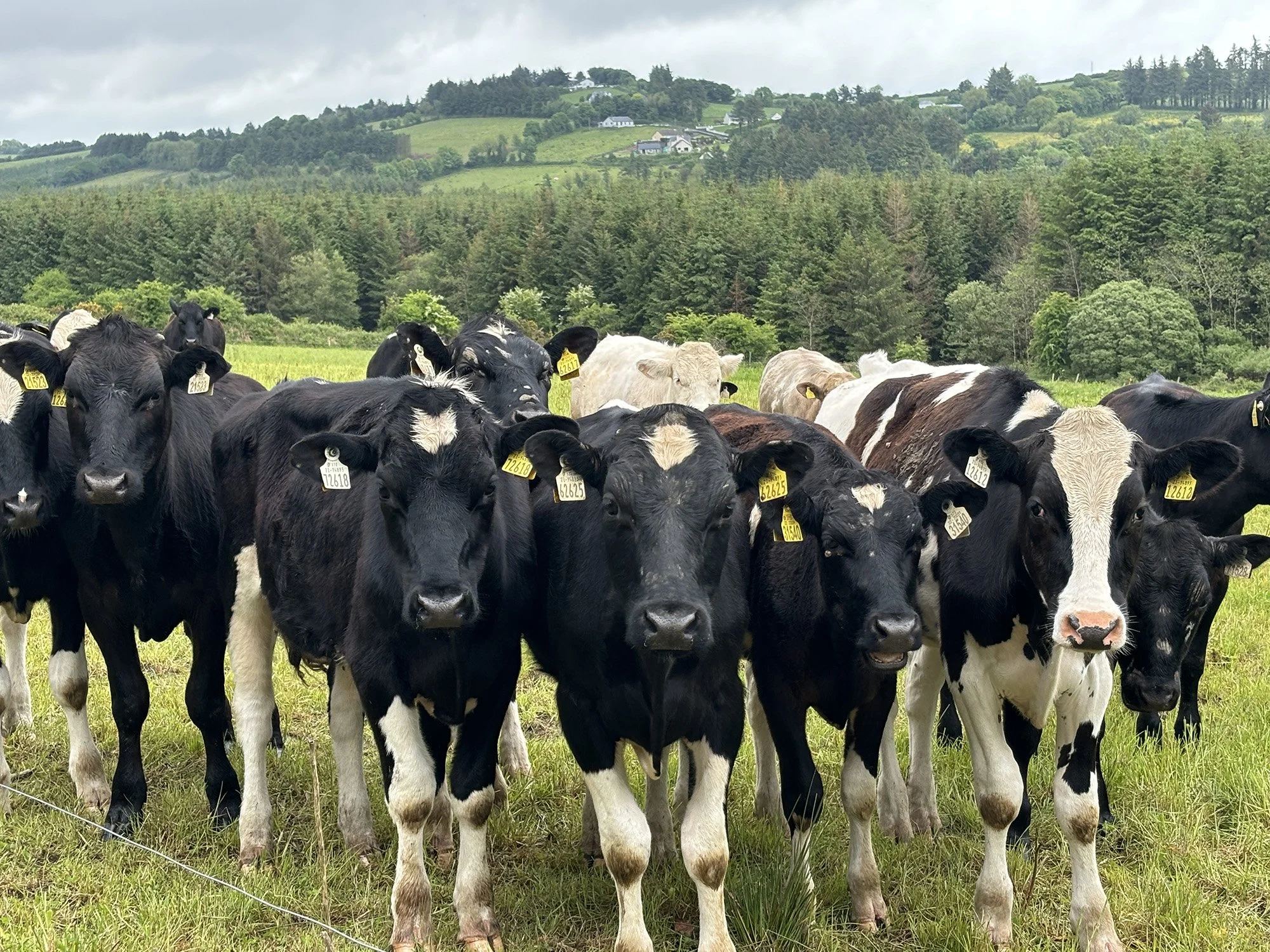 A group of black and white cows standing on green grass in a pasture.