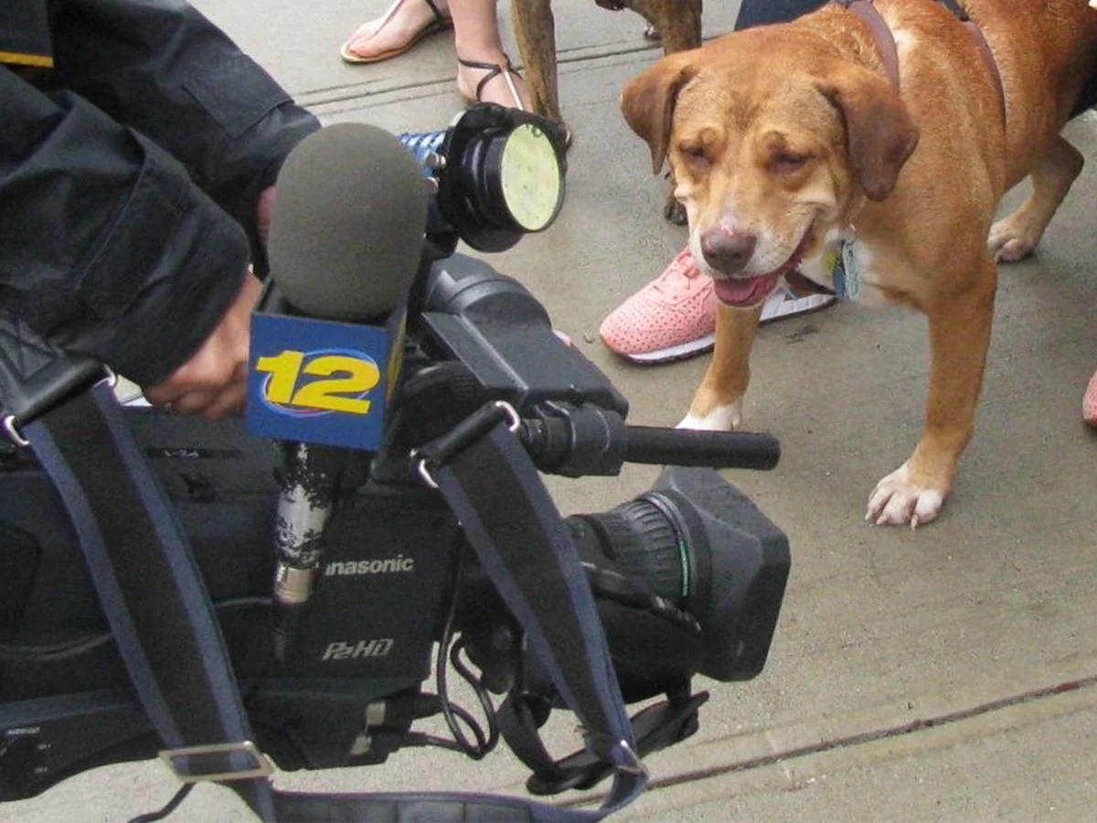 A news camera with a microphone labeled '12' filming a brown and white dog, which is smiling and standing on a concrete surface surrounded by people.