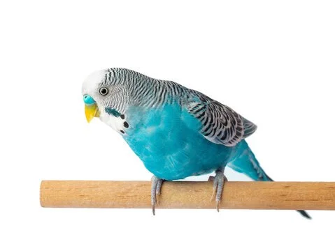 A blue and white budgie perched on a wooden stick.