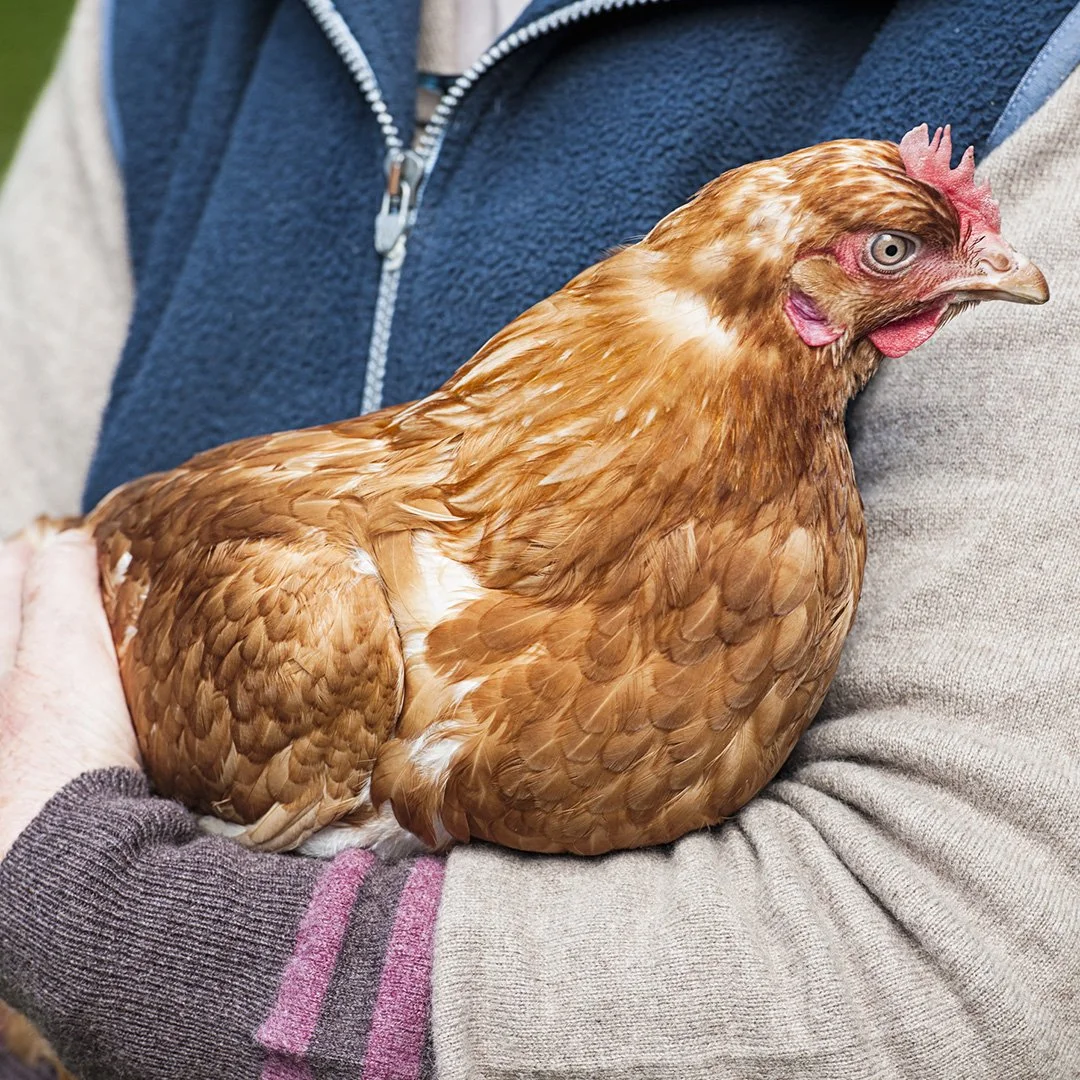 A person in a blue vest and gray sweater holding a brown chicken.
