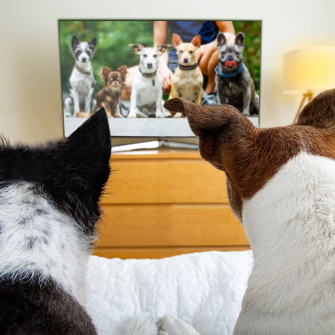 Two dogs watching TV — Paws PR guaranteed broadcast TV coverage for pet brands through PawsPR.TV