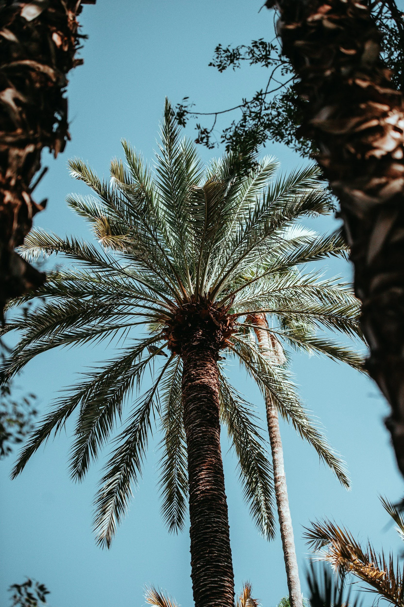 A palm tree viewed from below against a clear blue sky, with other palm trees partially visible in the background.