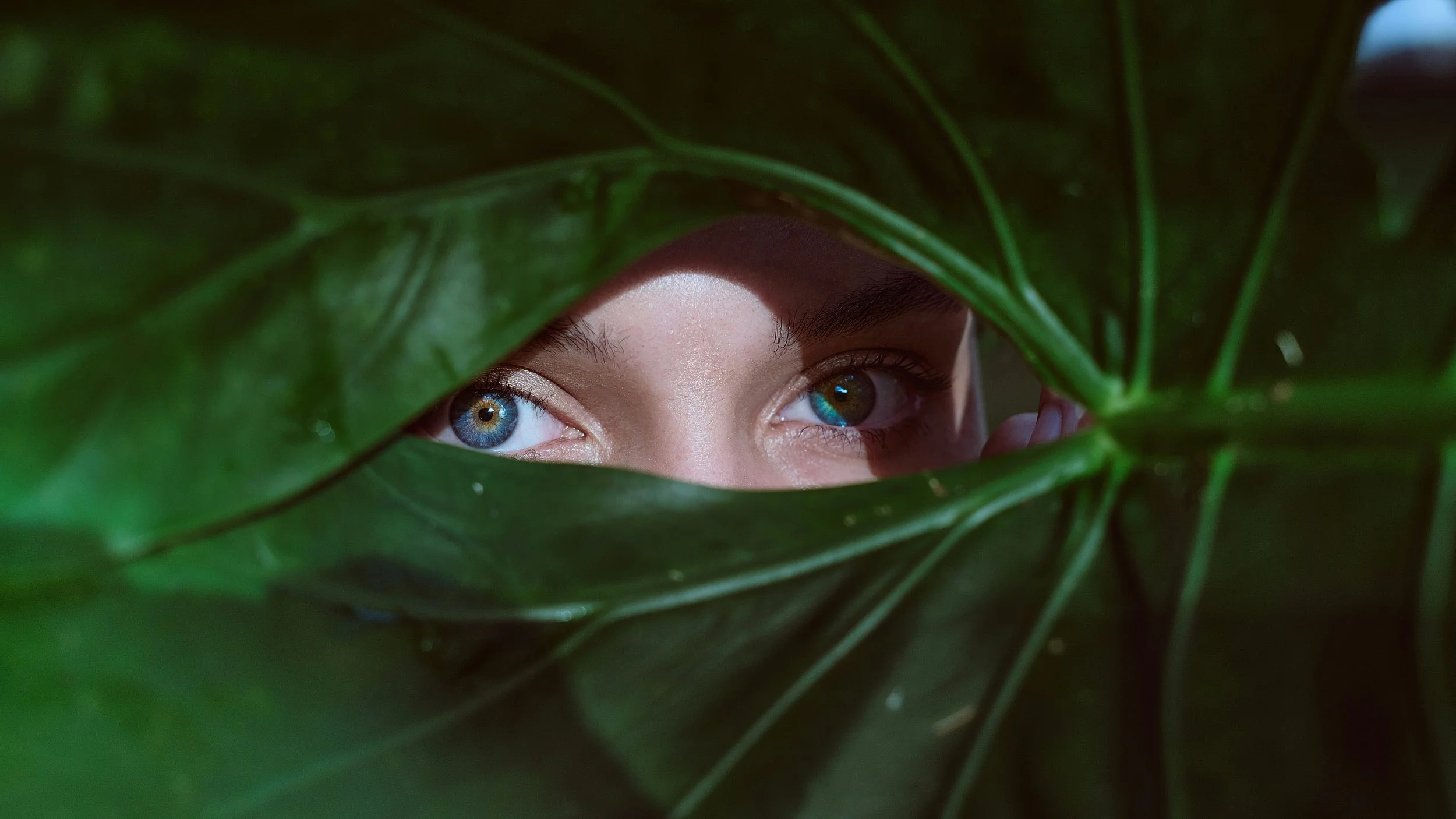 Person's face partially concealed behind large green leaves, showing only their blue and brown eyes.