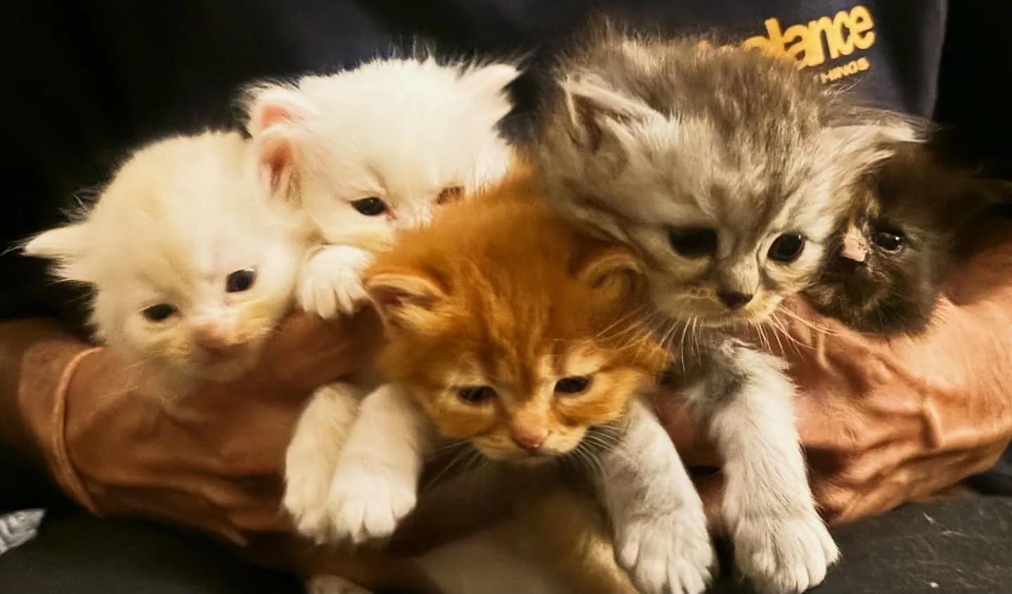 Throwback to when all five could be picked up together. ❤️🐾