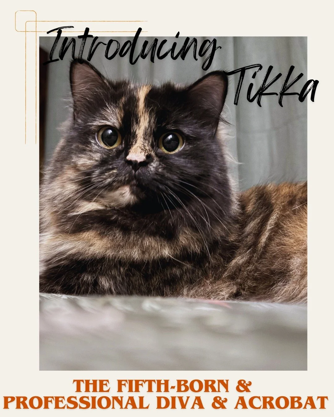 Tikka is the definition of 'Survival of the Fittest'. She went from being the slowest eater in the pack (constantly pushed aside by Shaitu and Whitey) to officially being the fastest. She learned her lesson: get it or lose it.

She is a true Diva. Sh