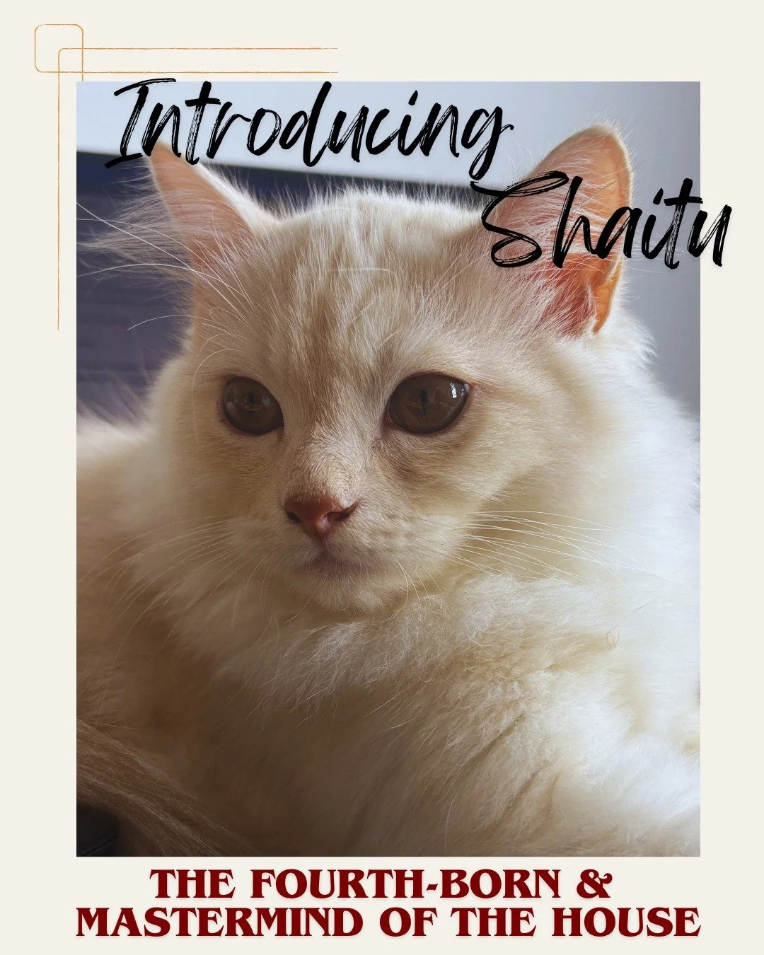 While the others are busy playing, Shaitu is busy planning. He is the smartest of the bunch and a firm believer in 'work smarter, not harder'.

He knows exactly what he wants, and he has the skills to get it. Whether it's literally pulling a bowl of 