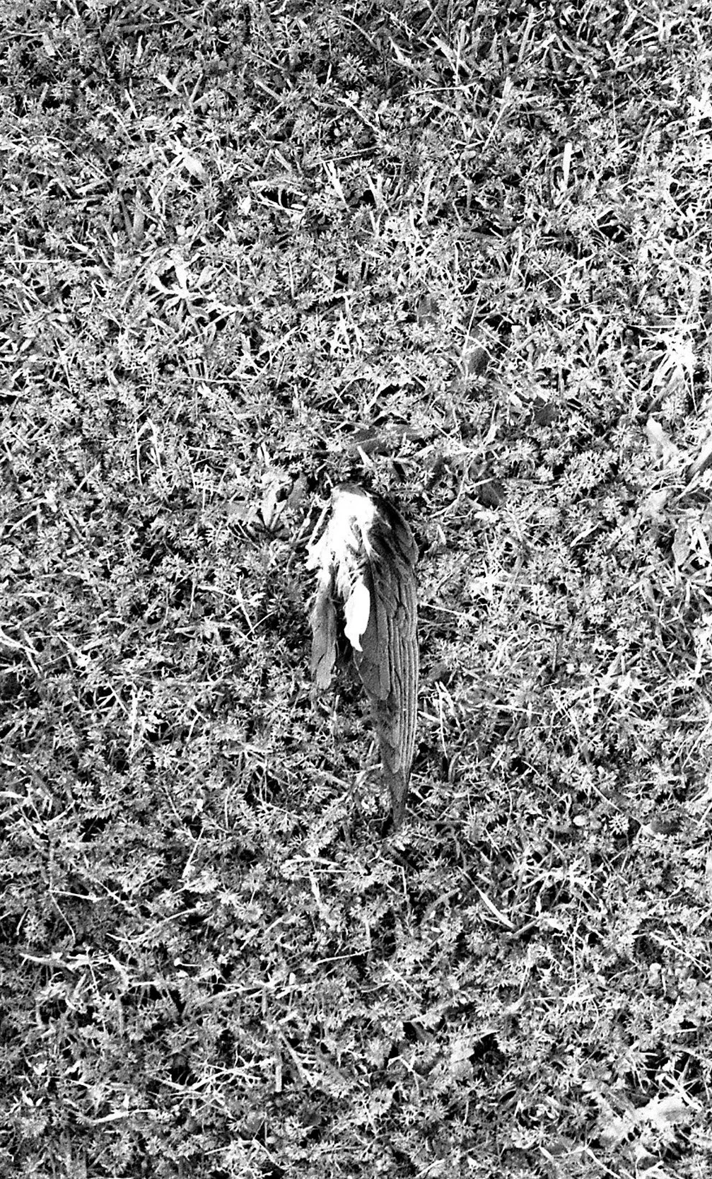 bnw051.jpg
