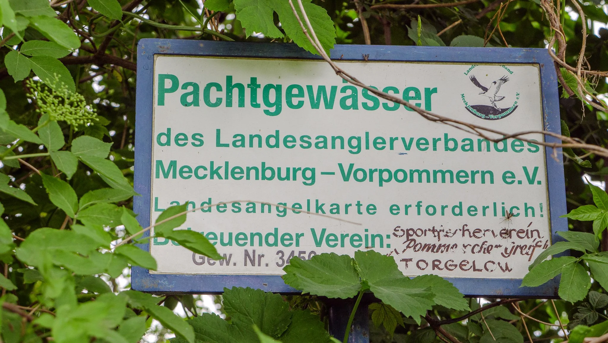 Ein Schild mit deutschen Texten, der die Pachtgewässer des Landesanglerverbandes Mecklenburg-Vorpommern e.V. kennzeichnet, um eine Angelkarte zu erfordern.