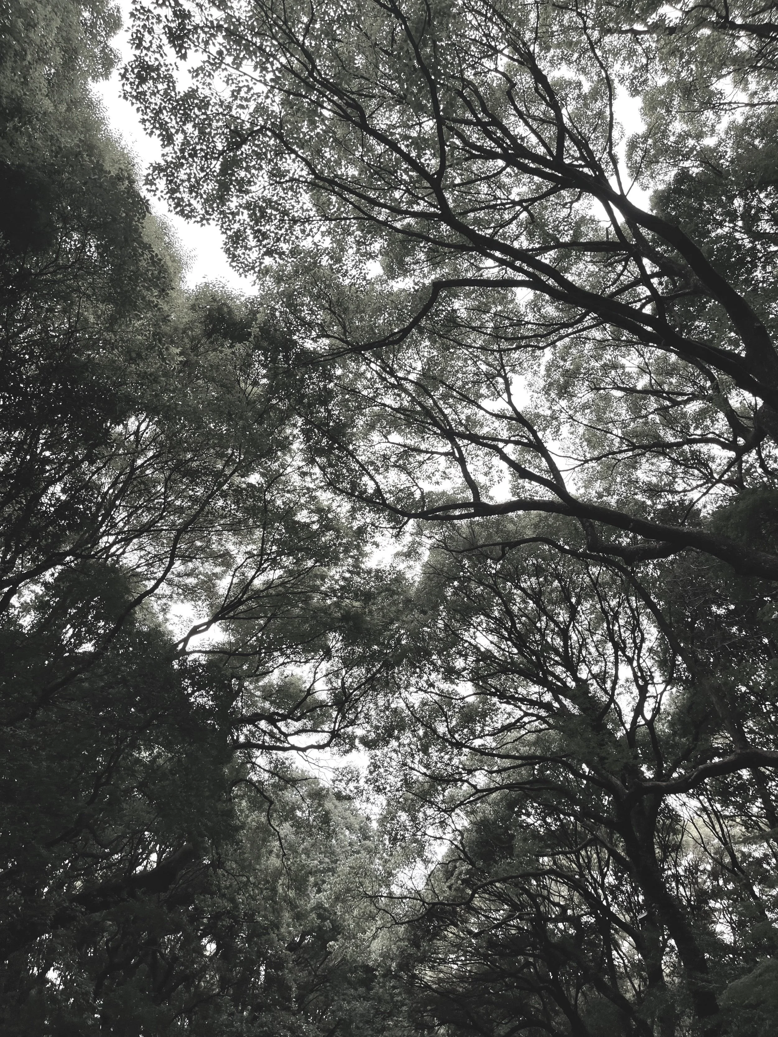 Overcast sky viewed through the canopy of tall trees with dense branches and leaves.