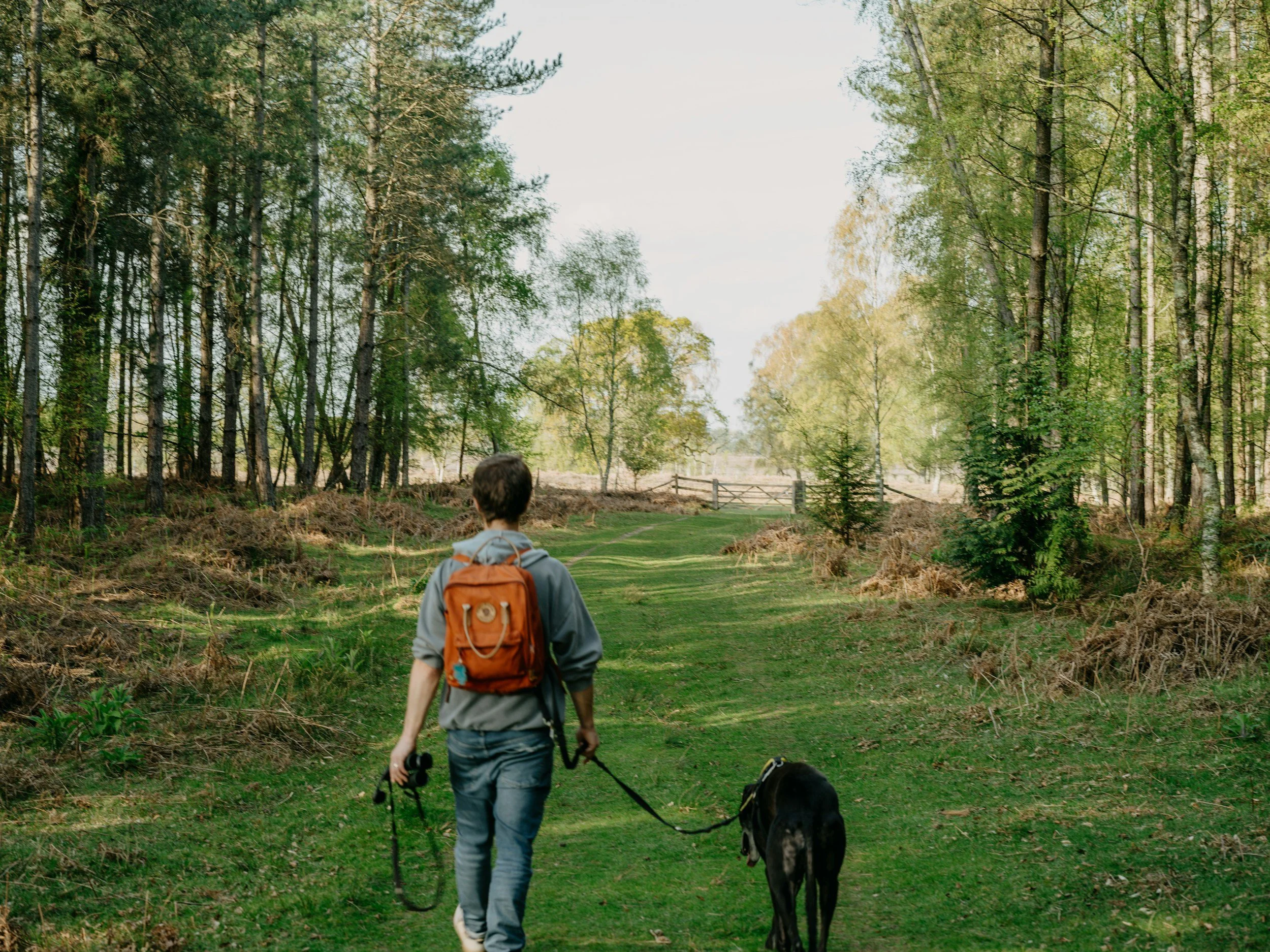 A person walking on a grassy trail in a forest with a black dog, wearing a backpack and holding a leash, surrounded by tall green trees.