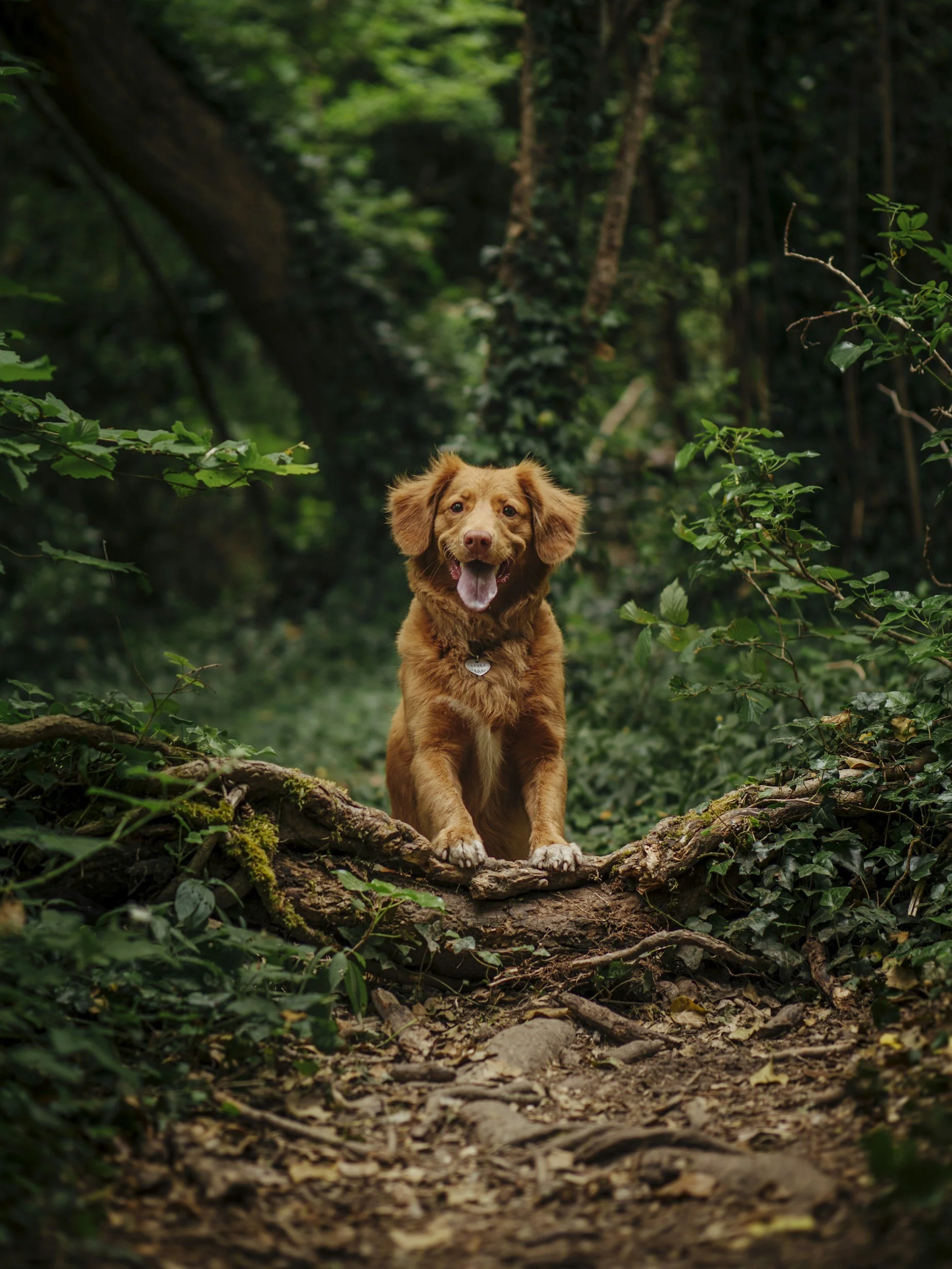 A happy dog standing on a fallen tree trunk in a lush green forest.