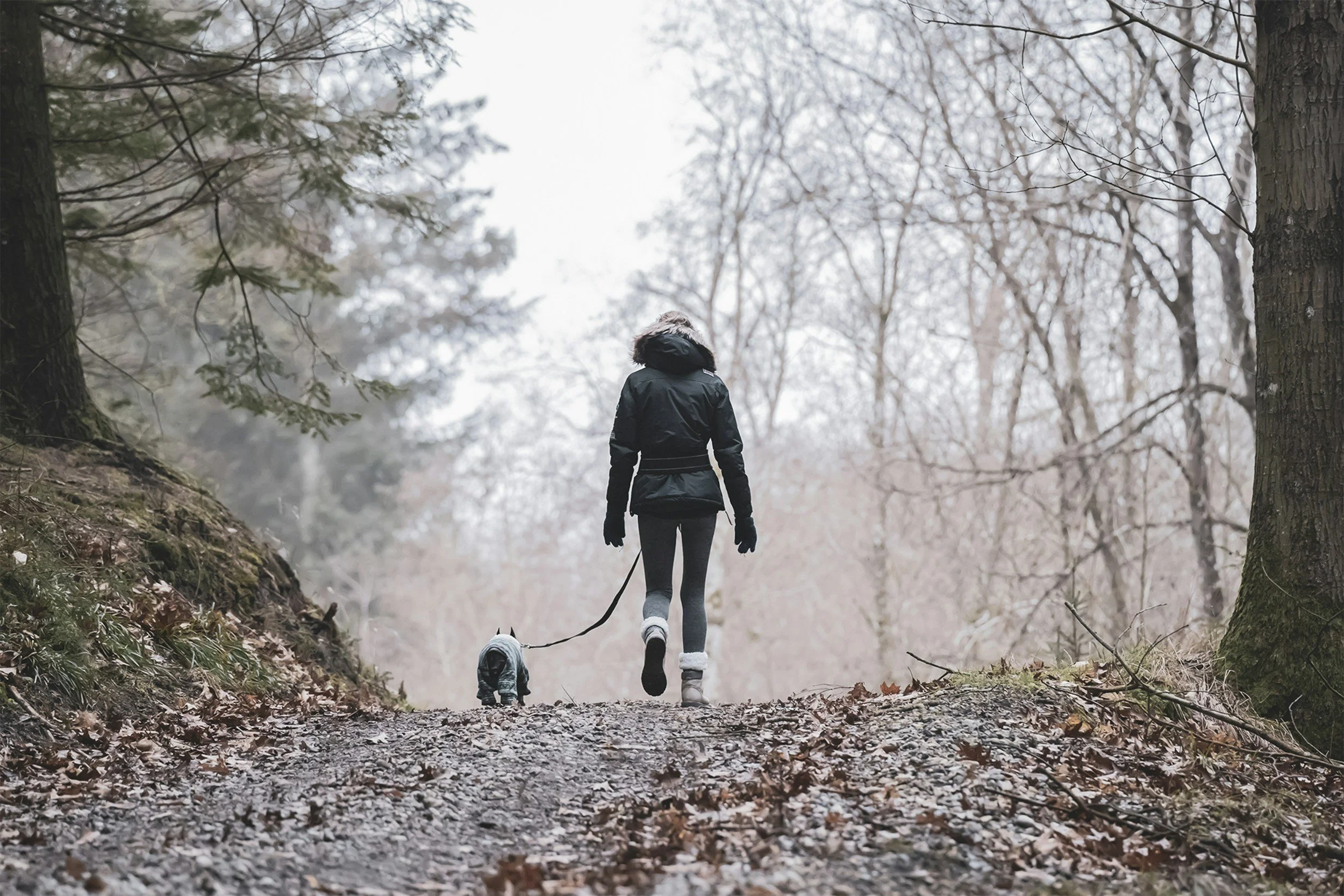 Person walking in a wooded area with two dogs on a leash, wearing winter clothing.