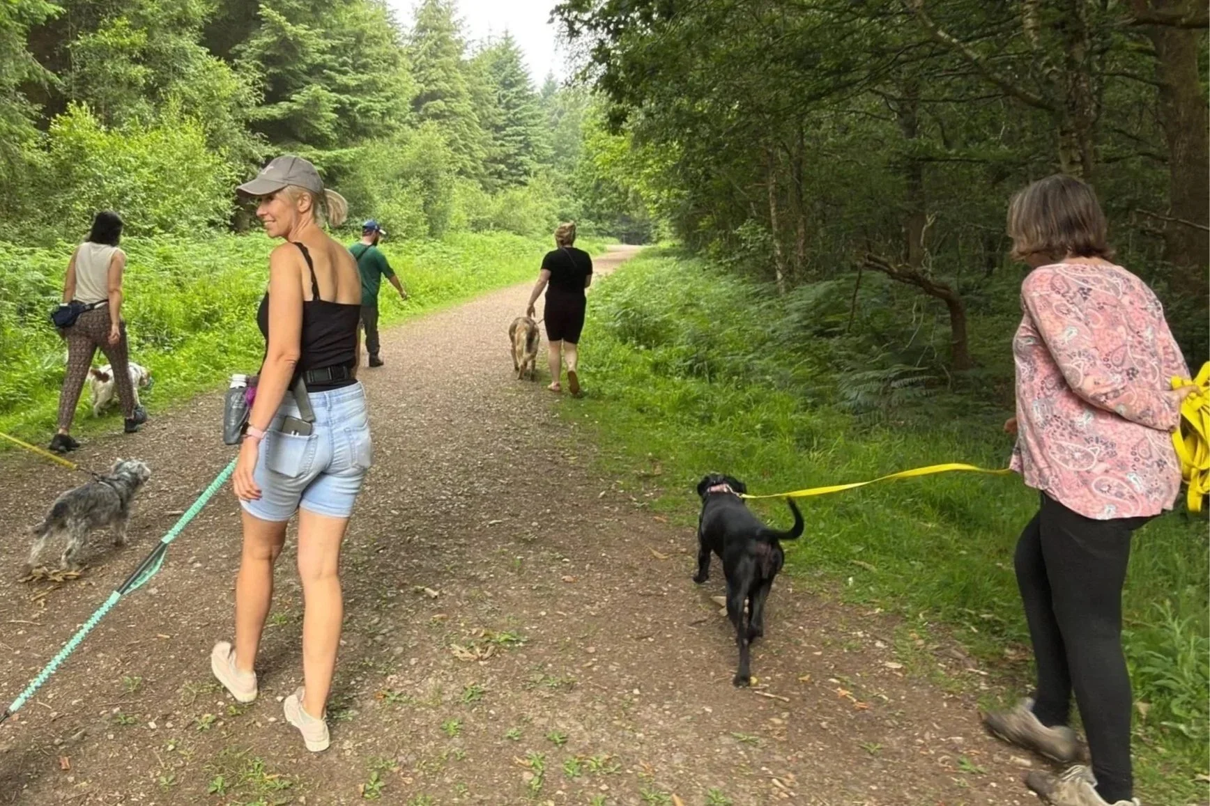 Group of people walking several leashed dogs along a wooded gravel trail