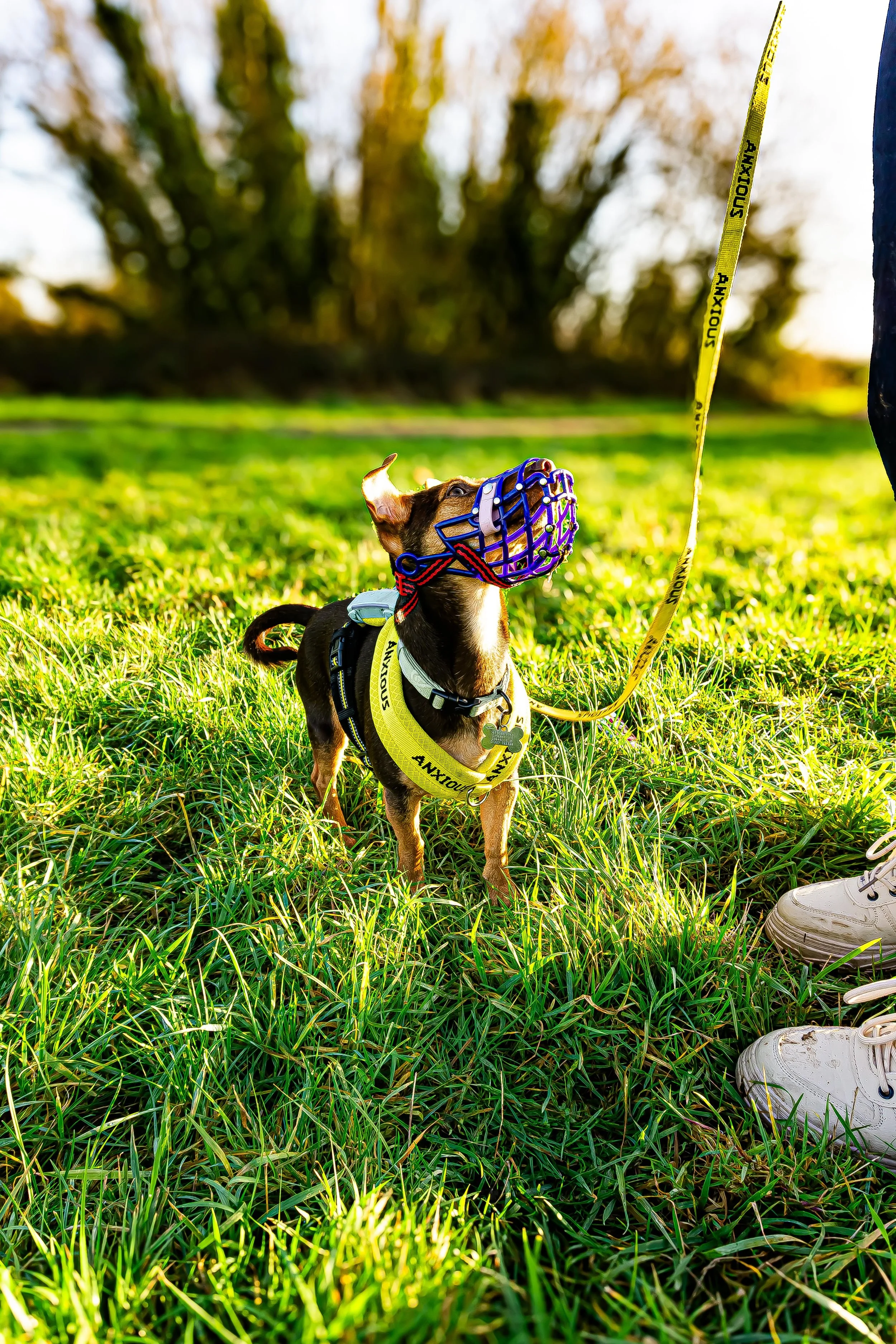 A small dog with a colorful muzzle wearing a yellow harness labeled 'ANXIOUS' sits on green grass during daylight. A yellow leash is attached to the harness, and part of a person's white sneaker is visible in the lower right corner.