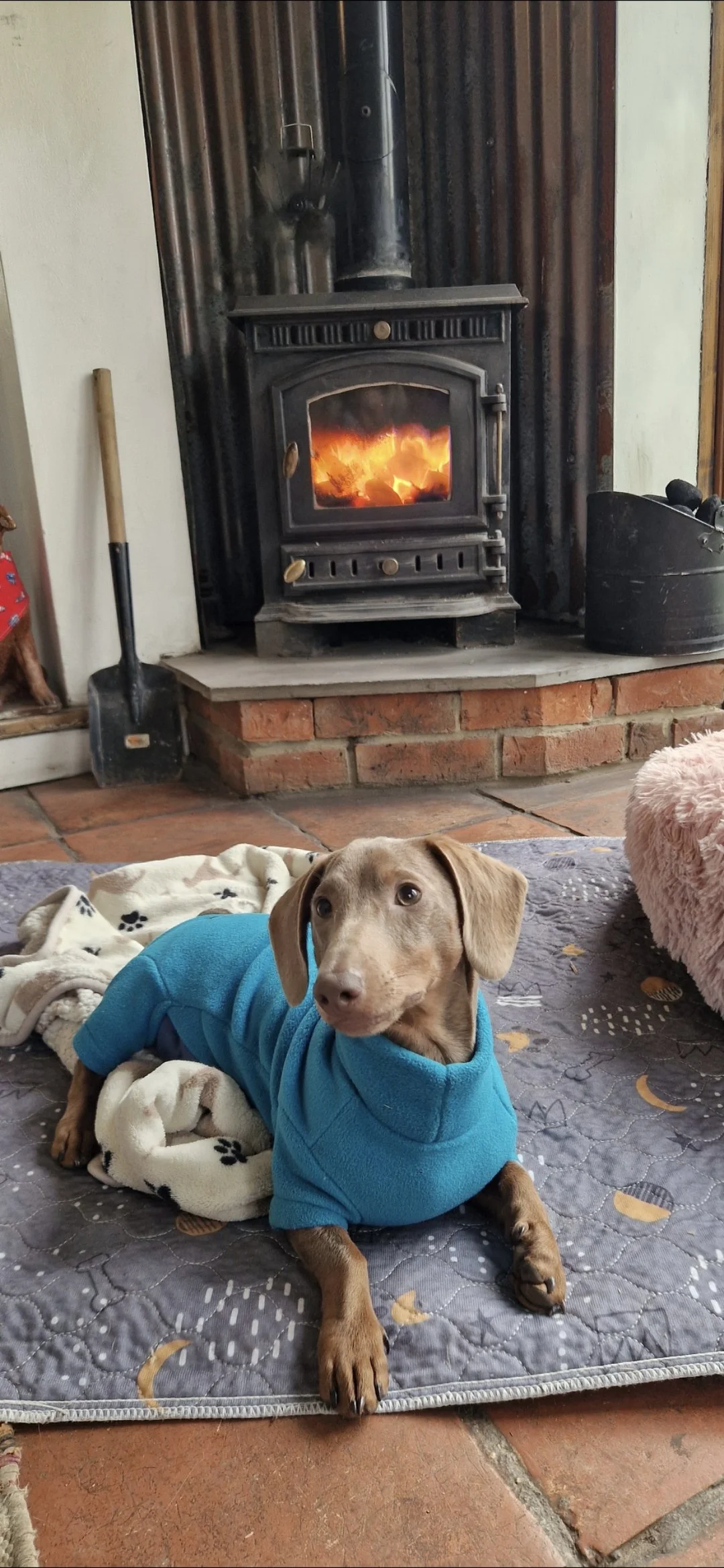 A small dachshund dog wearing a blue hoodie, lying on a quilted blanket in front of a lit wood stove. The stove is on a brick hearth with a shovel and poker beside it, and a black container for firewood is nearby. The background has vertical corrugated metal panels, and a black cat's face is visible at the top of the stove pipe.