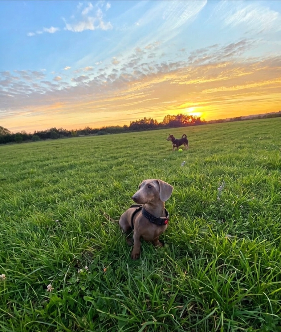 Two dogs playing in a grassy field during sunset, with clouds and a colorful sky in the background.