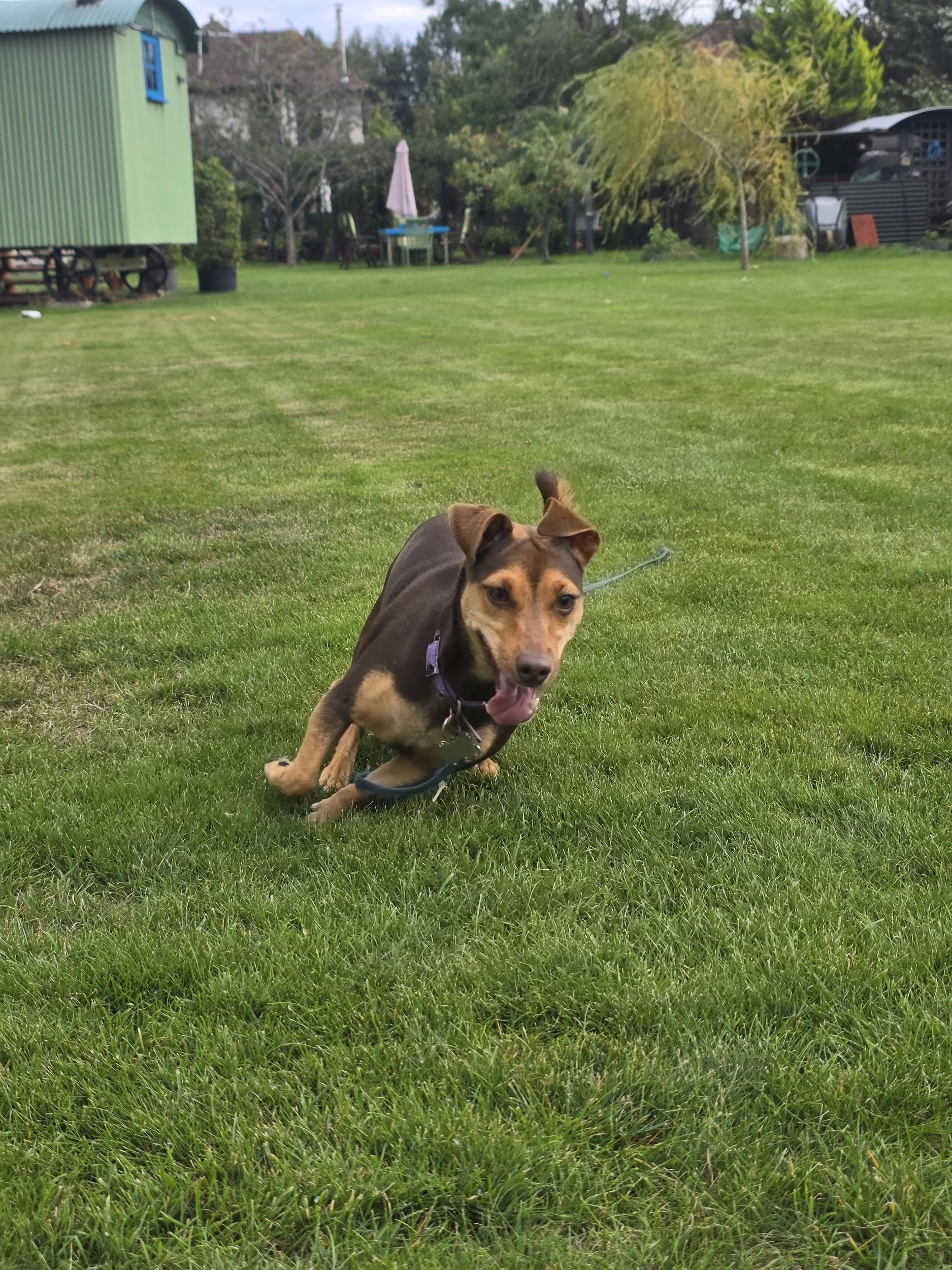 Brown and black dog wearing a harness sitting on a grassy lawn in a backyard