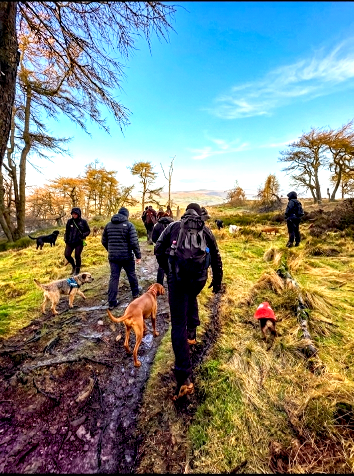 People walking on a trail surrounded by trees and grass, with dogs and a snowy landscape in the background.