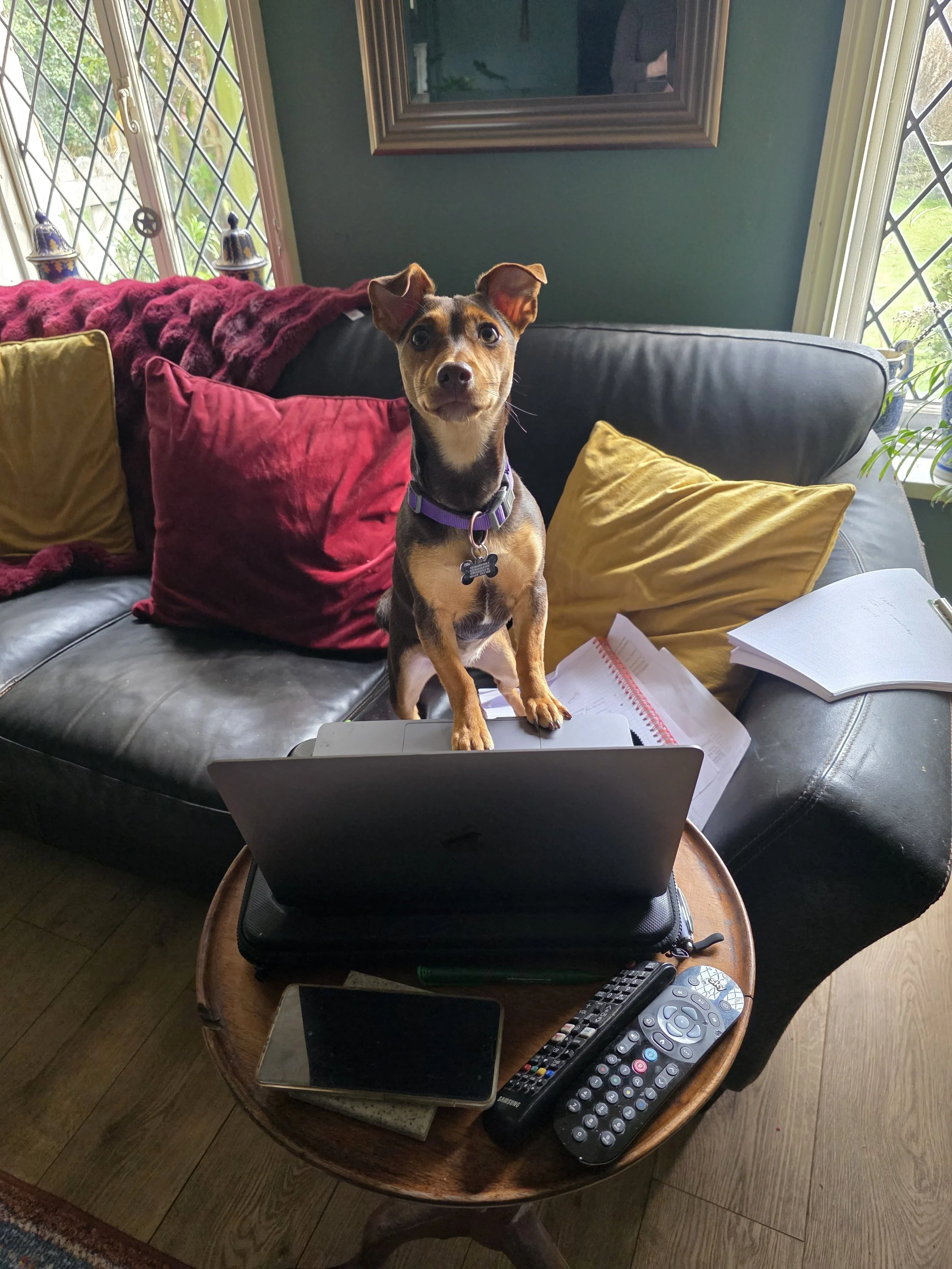 A small dog with a purple collar standing on a coffee table, in front of a laptop, with a couch and colorful pillows in the background.