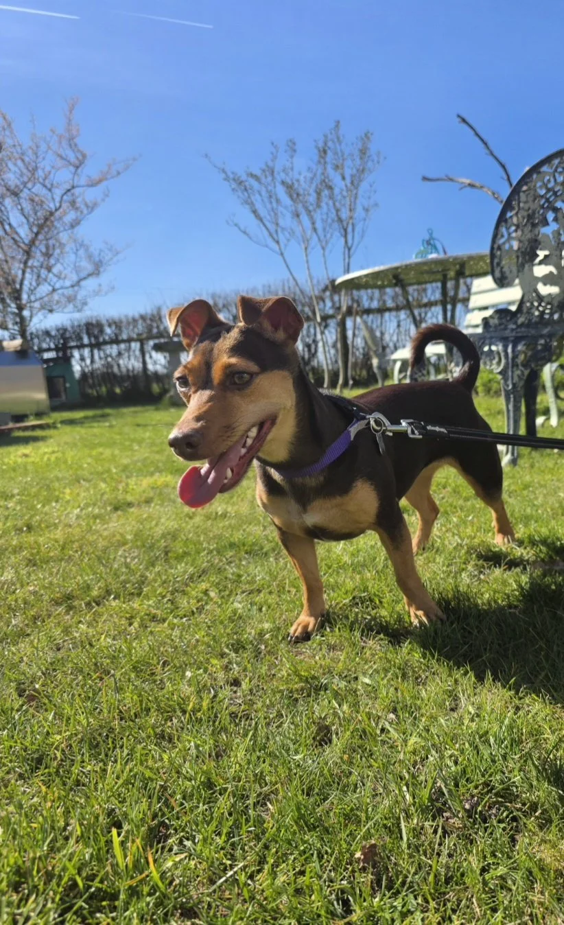 A happy brown and tan dog standing on green grass in a backyard, with sunny weather and a clear blue sky, trees in the background, and outdoor furniture around.