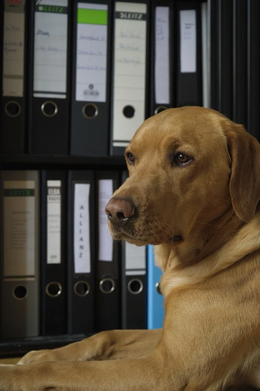 Ein Labrador Retriever liegt vor einer Ablageschrankwand, die mit Aktenordnern gefüllt ist.