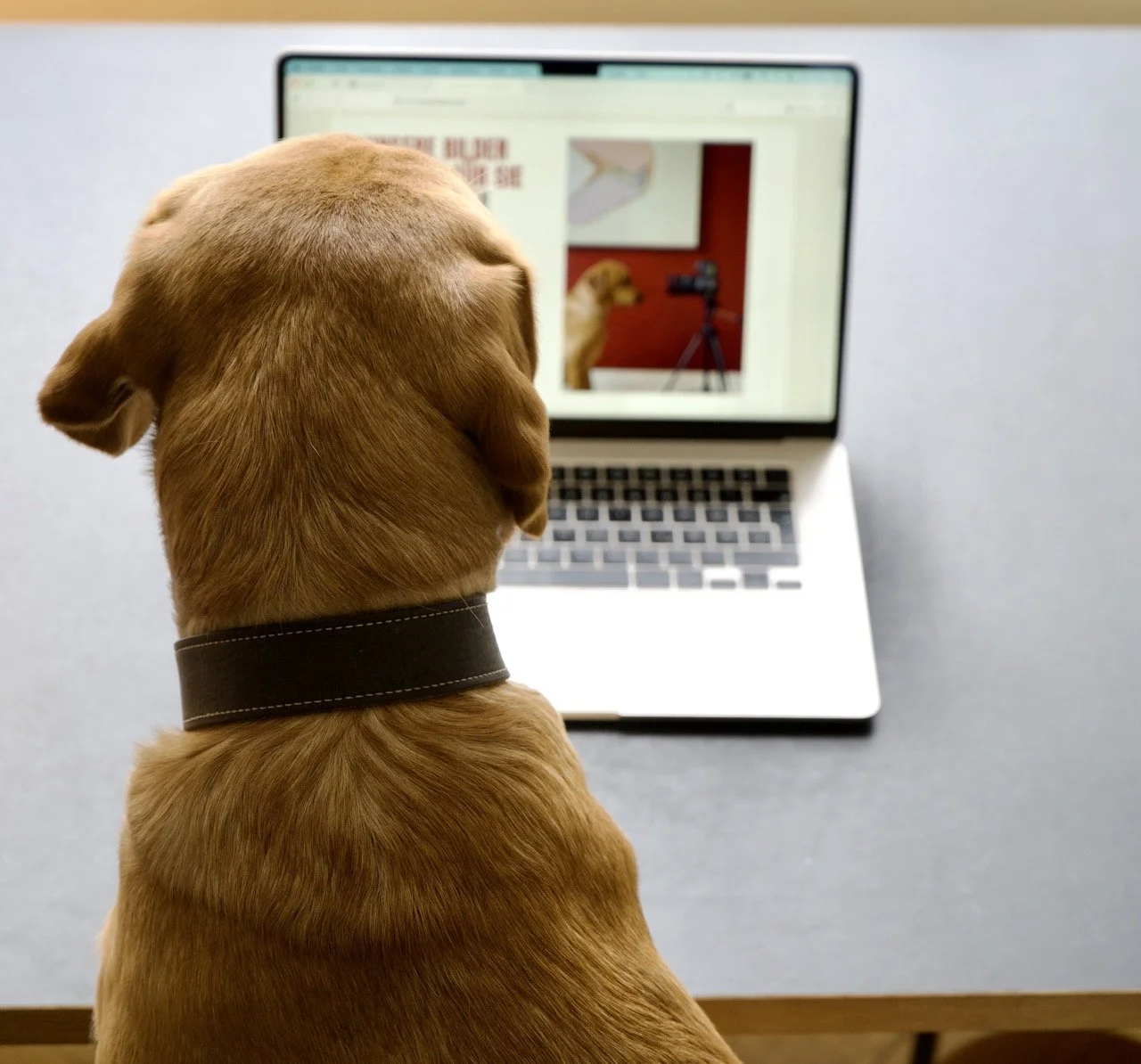 Ein Hund sitzt vor einem Laptop, der auf einem Tisch steht, und schaut auf den Bildschirm.