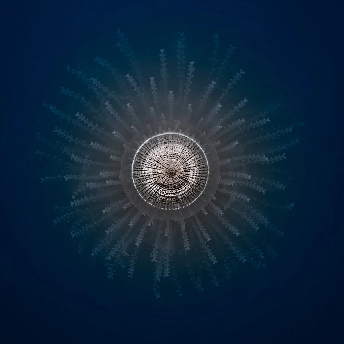 Romanski - Mara Beboos (Johannes Klingebiel Remix) - Wonder Music