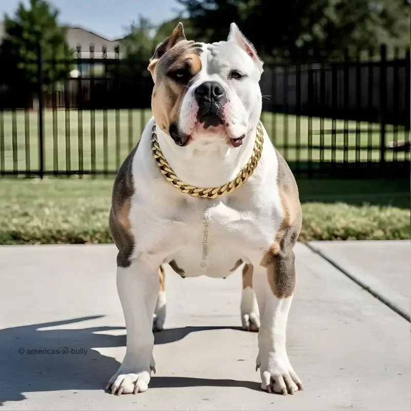 A muscular bulldog with a tan and white coat and one black eye, wearing a gold chain collar, standing outdoors on a concrete surface, with a grassy yard and black fence in the background.