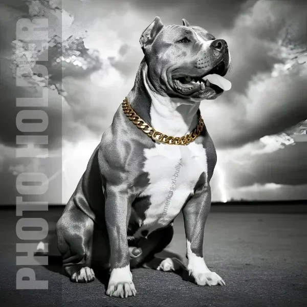 A muscular pit bull sitting outdoors with cloudy sky background, wearing a gold chain collar.