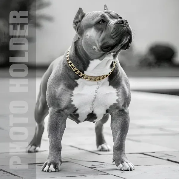 Front view of a muscular American Bully dog with a gold chain collar, standing on a paved surface outdoors, in black and white.