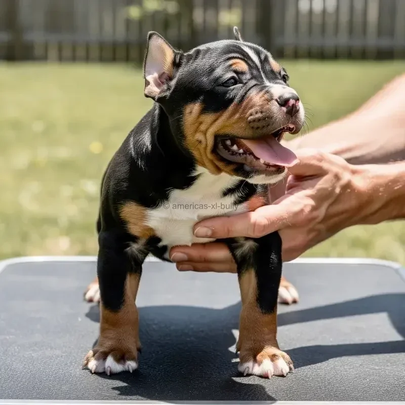 A happy, black and tan puppy with pointy ears, sitting on a table outdoors, being gently held by a person's hands.