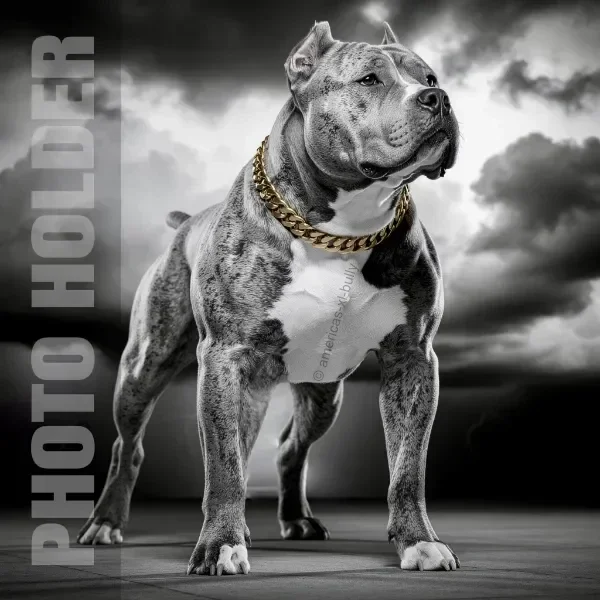 A muscular, gray pitbull dog wearing a gold chain collar, standing outdoors against a cloudy sky background.