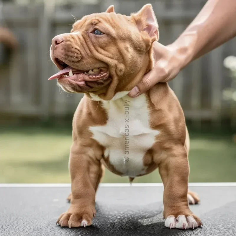 A brown and white American Bully puppy being held by a person's hand outdoors.