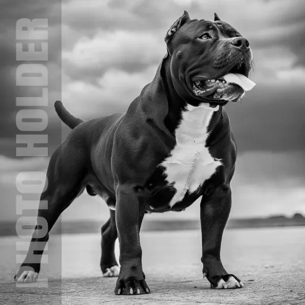 A muscular American Bully dog standing outdoors on a paved surface under a cloudy sky, with the words "PHOTO HOLDER" vertically on the left side.