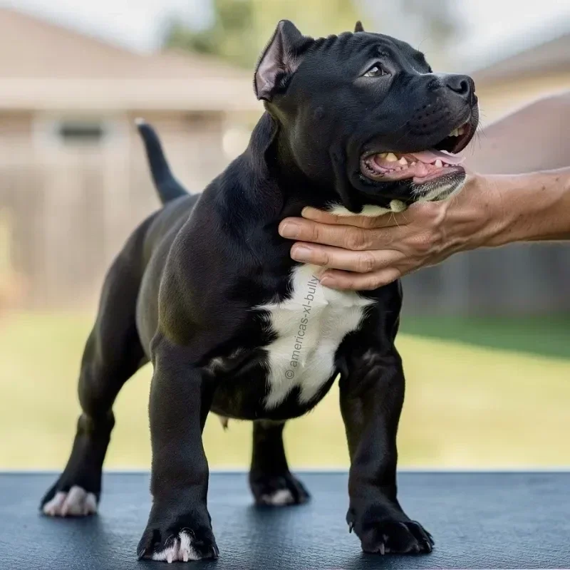 A happy black and white pit bull puppy with a broad smile being gently held by a person's hand outdoors.