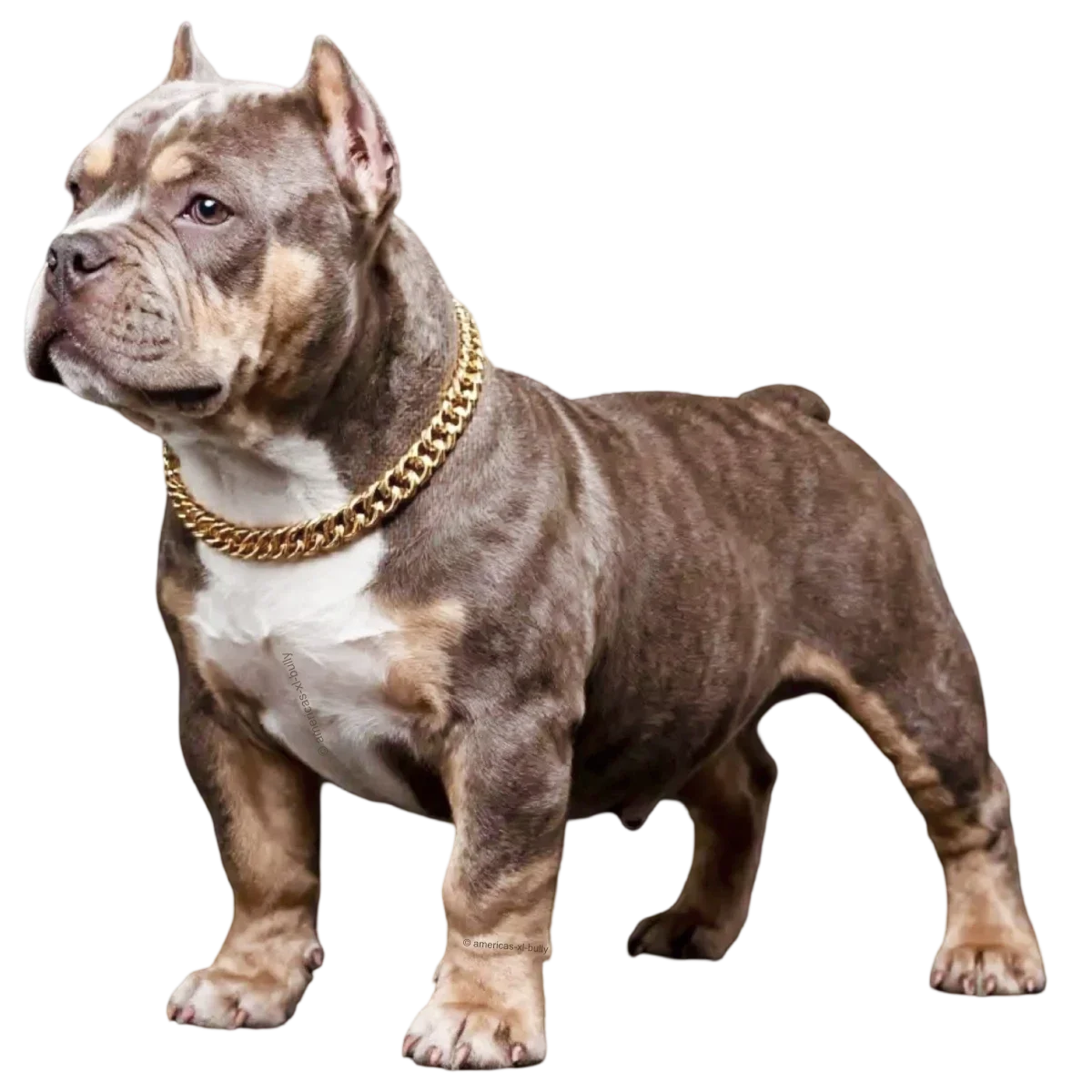 Deposit on Puppy
