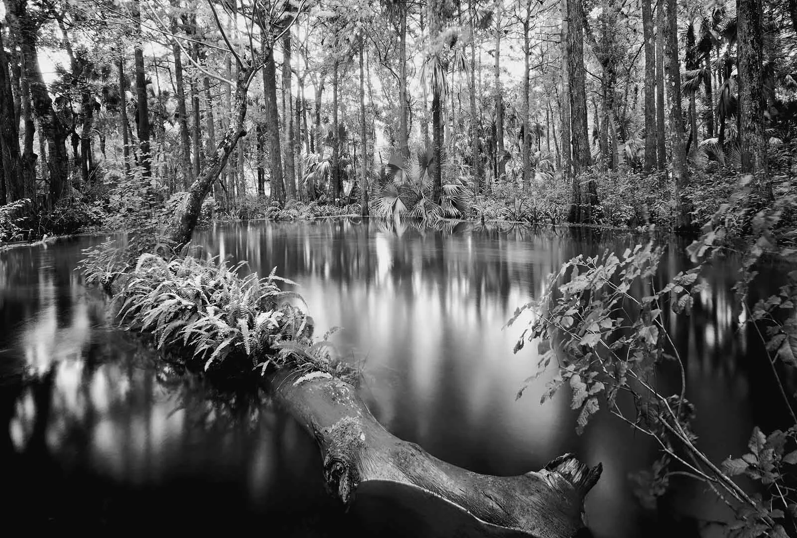Clyde Butcher, LOXAHATCHEE RIVER 1, 1991