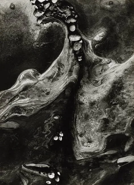 Minor White, Nature Abstract, 1963