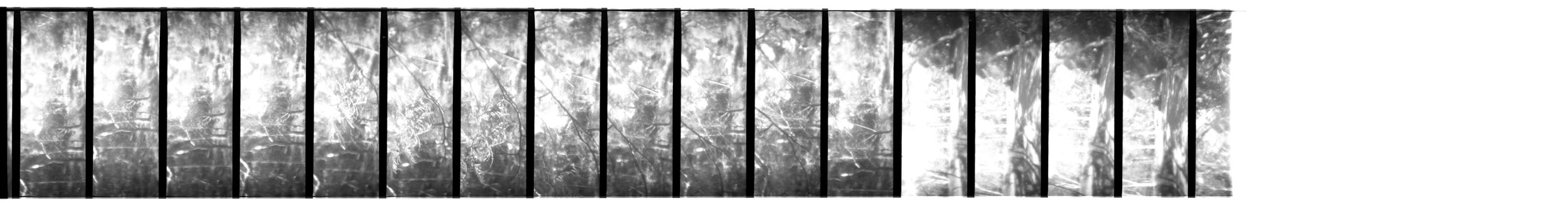 Damage, Zo. 2026. Scan 0289 35mm negative (5/5), Alphington Wetlands (Main Yarra Trail). Captured using a Lomokino hand-crank movie camera. The 24-exposure 35mm film roll was cut for scanning. From the ongoing series, "Bike Paths of Melbourne" (2020 