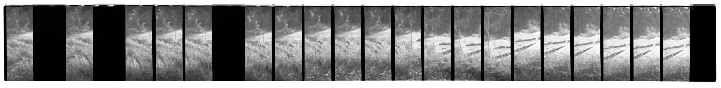 Damage, Zo. 2026. Scan 0310 35mm negative (1/5), Alphington Wetlands (Main Yarra Trail). Captured using a Lomokino hand-crank movie camera. The 24-exposure 35mm film roll was cut for scanning. From the ongoing series, "Bike Paths of Melbourne" (2020 