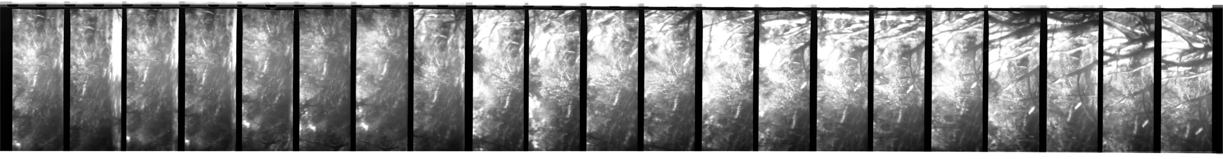 Damage, Zo. 2026. Scan 0285 35mm negative (1/5), Alphington Wetlands (Main Yarra Trail). Captured using a Lomokino hand-crank movie camera. The 24-exposure 35mm film roll was cut for scanning. From the ongoing series, "Bike Paths of Melbourne" (2020 