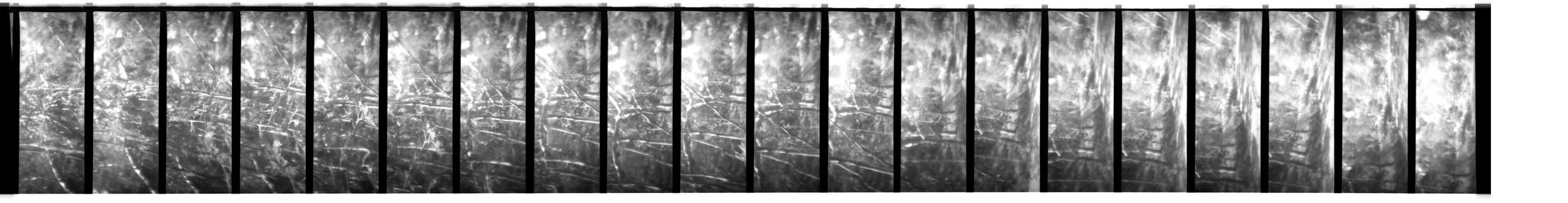 Damage, Zo. 2026. Scan 0288 35mm negative (4/5), Alphington Wetlands (Main Yarra Trail). Captured using a Lomokino hand-crank movie camera. The 24-exposure 35mm film roll was cut for scanning. From the ongoing series, "Bike Paths of Melbourne" (2020 