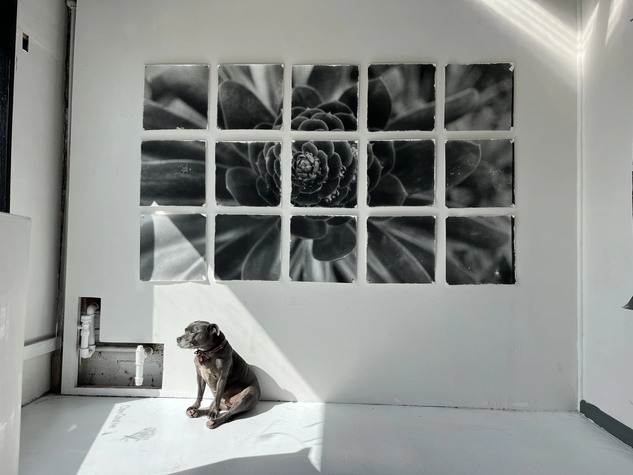 Zo Damage, 2022. Respite, gelatin silver print (polyptych), nails, 1.8 metres x 1.2 metres overall. Paradox exhibition installation, CLAW Creative, Fitzroy, 2025