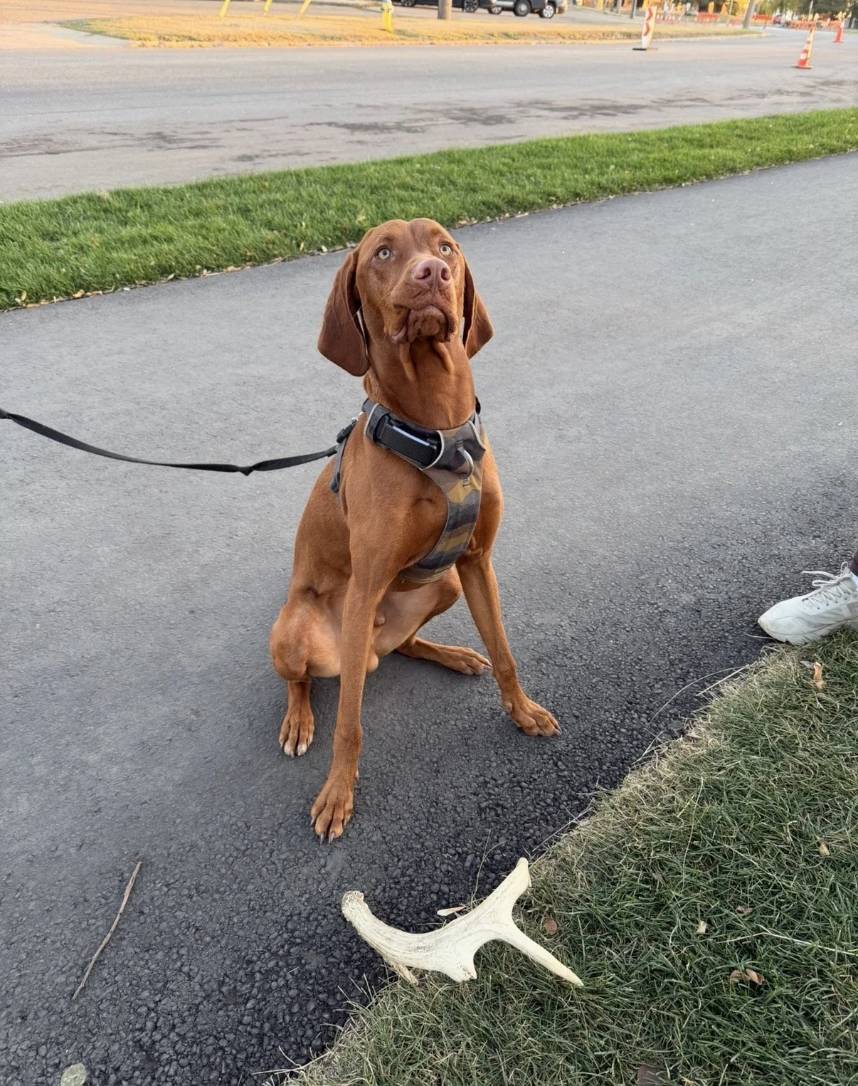 Off Leash Group Session - Saturday, April 25th - Participant Slot