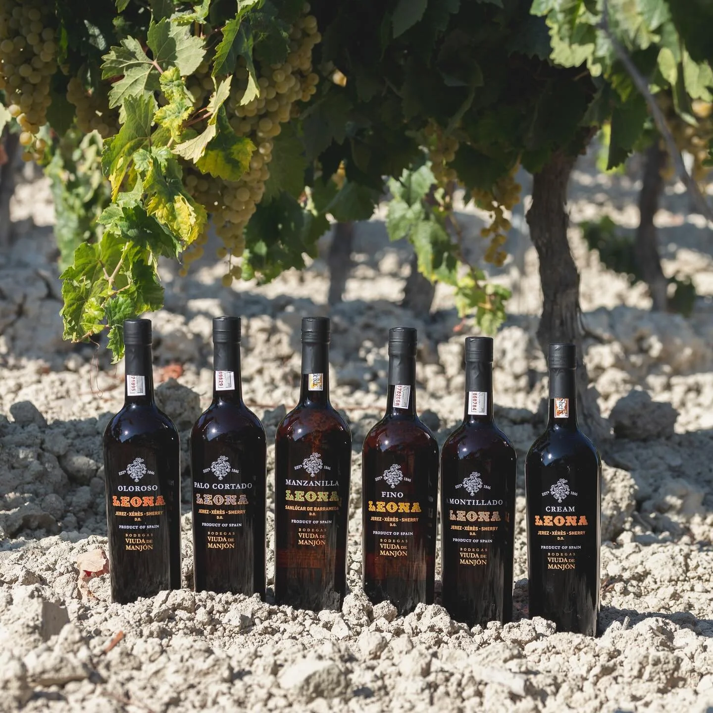 🍇 &iexcl;Celebremos juntos la fiesta de la vendimia con Leona! DESCUENTO 15% en nuestros vinos, &iexcl;No te lo pierdas!

📅 Oferta v&aacute;lida del jueves 5 al domingo 8 de septiembre. 
📍 Disponible en tienda online. 

#bodegasviudademanjon #leon