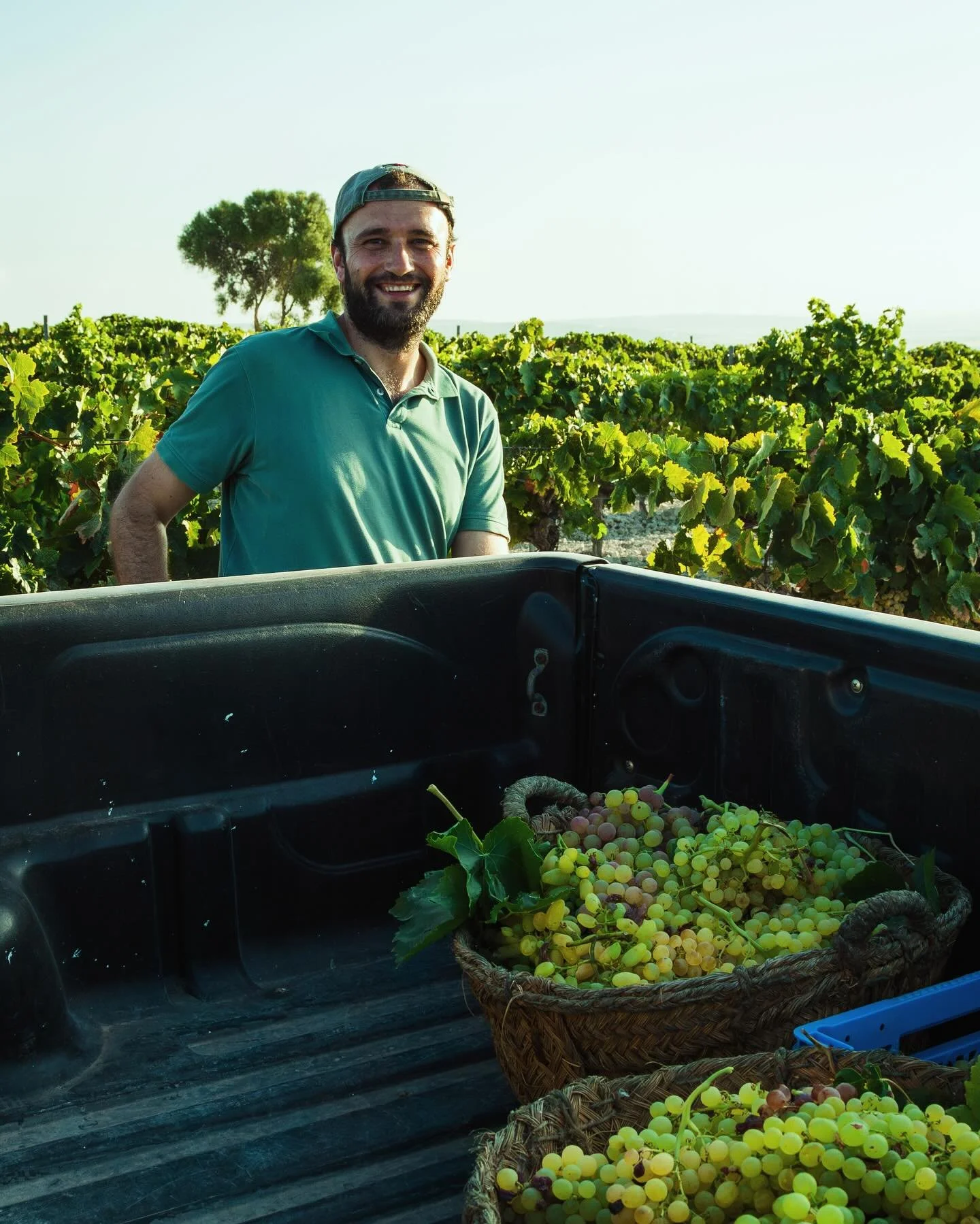 🚜🍇 La vendimia 2024 ha concluido dej&aacute;ndonos momentos como estos y una cosecha por encima de la media. Ahora comienza el verdadero arte: convertir esta uva en experiencias inolvidables en cada botella. 

#Vendimia2024 #Cosecha2024 #viudademan